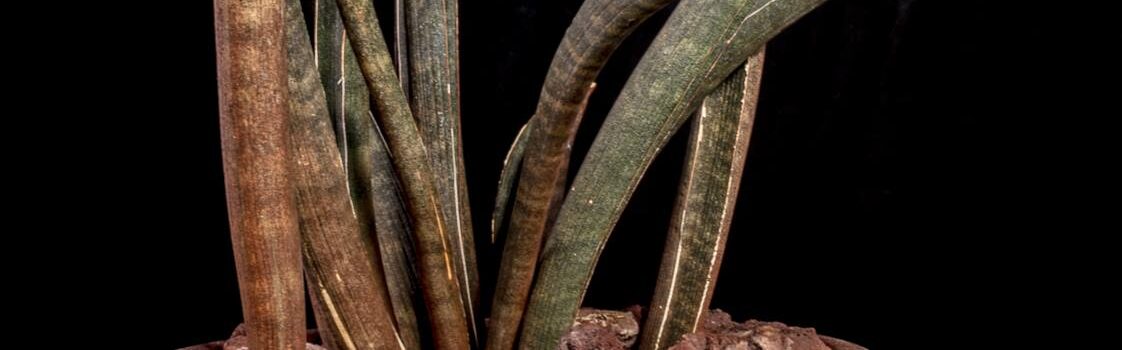 Sansevieria hallii Pink Bat
