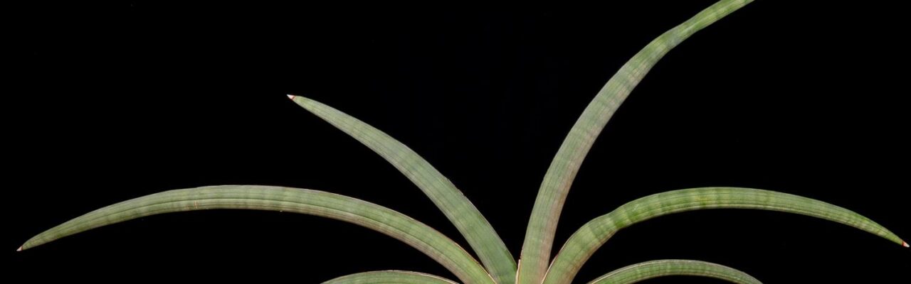 Sansevieria pfisteri